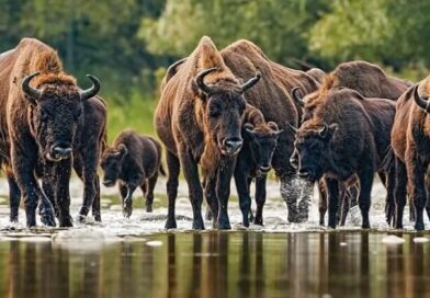 Rowerem po Puszczy Białowieskiej